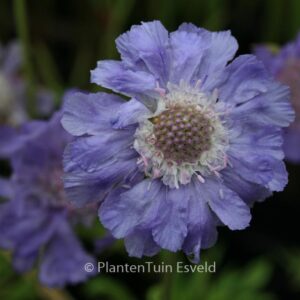 Scabiosa caucasica 'Perfecta'