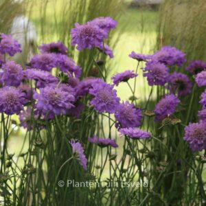 Scabiosa columbaria 'Butterfly Blue'