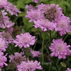 Scabiosa columbaria 'Pink Mist'
