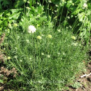 Scabiosa ochroleuca 'Moon Dance'