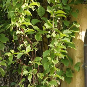 Schisandra chinensis