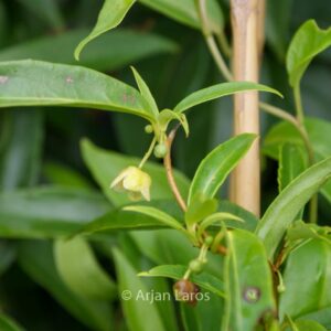 Schisandra propinqua chinensis