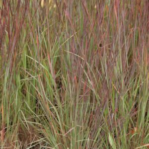 Schizachyrium scoparium 'Blue Heaven'