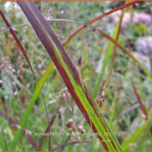 Schizachyrium scoparium 'Cairo'
