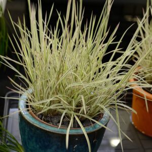 Schizachyrium scoparium 'Chameleon'