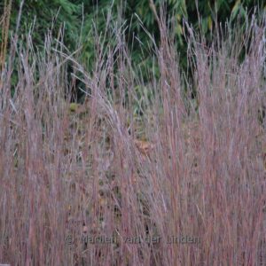 Schizachyrium scoparium 'The Blues'