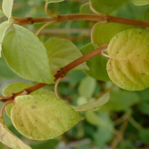 Schizophragma fauriei 'Angel Wings'
