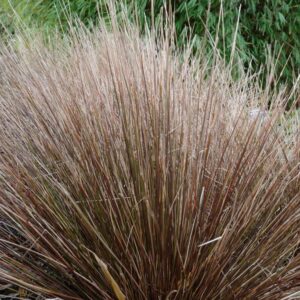 Schoenus pauciflorus