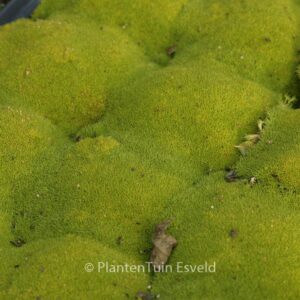 Scleranthus uniflorus