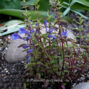Scutellaria scordiifolia