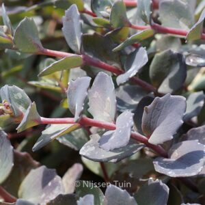 Sedum 'Bertram Anderson'