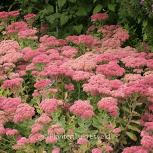 Sedum 'Herbstfreude'