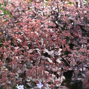 Sedum 'Purple Emperor'