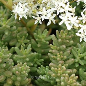 Sedum album 'Coral Carpet'