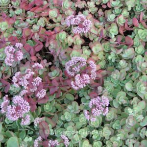 Sedum cauticolum 'Lidakense'