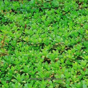 Sedum hybridum 'Inmmergr&uuml;nchen'