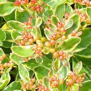 Sedum kamtschaticum 'Variegatum'