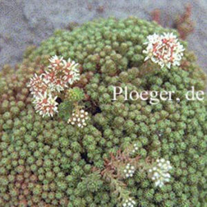 Sedum lydium