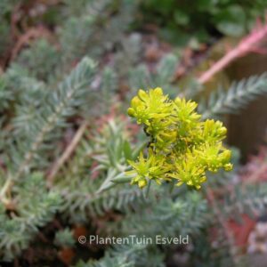 Sedum reflexum