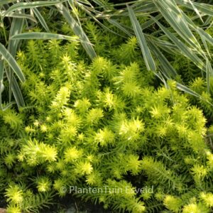 Sedum reflexum 'Angelina'