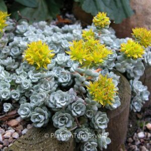 Sedum spathulifolium 'Cape Blanco'