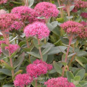 Sedum spectabile 'Brilliant'