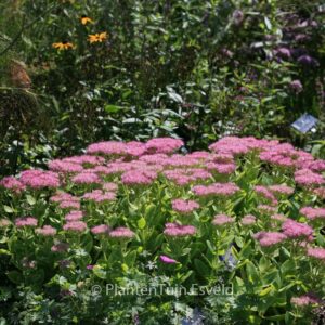 Sedum spectabile 'Rosenteller'