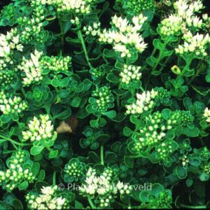 Sedum spurium 'Album'