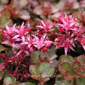 Sedum spurium 'Fuldaglut'