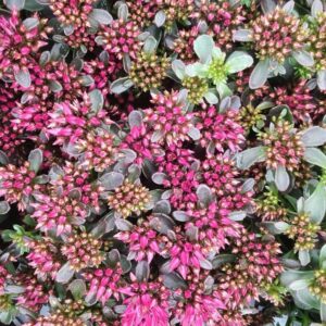Sedum spurium (SPOT ON) 'Deep Rose'