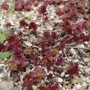 Sedum spurium 'Schorbusser Blut'