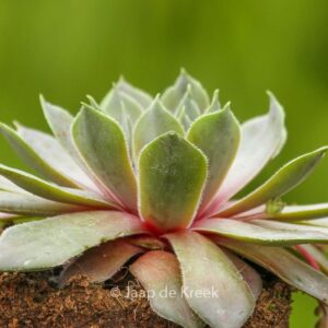 Sempervivum 'Feldmaier'