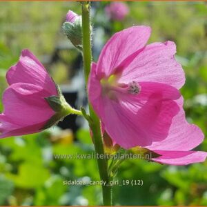 Sidalcea 'Candy Girl'