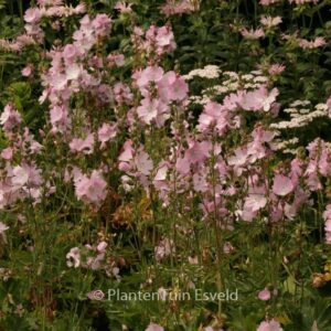 Sidalcea 'Elsie Heugh'