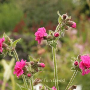 Silene 'Firefly'