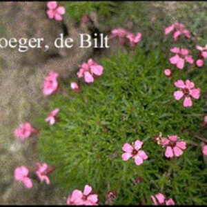 Silene acaulis 'Floribunda'