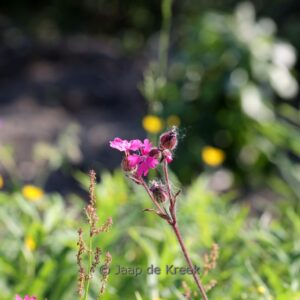 Silene dioica