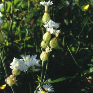 Silene latifolia subsp. alba