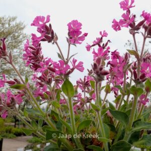 Silene rupestris 'Rollies Favorite'