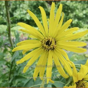 Silphium laciniatum