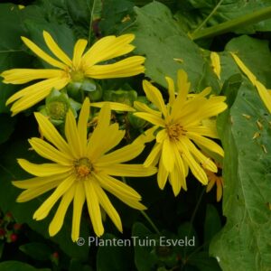Silphium perfoliatum