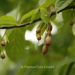 Sinojackia xylocarpa