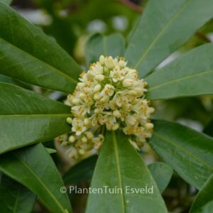 Skimmia confusa 'Kew Green'