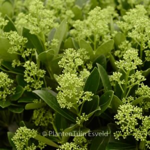 Skimmia japonica 'Magical Finchy'