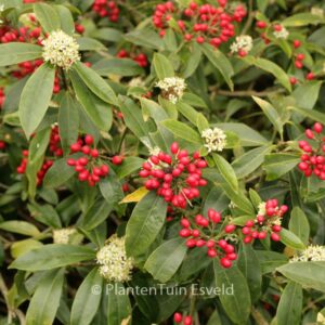 Skimmia japonica subsp. reevesiana
