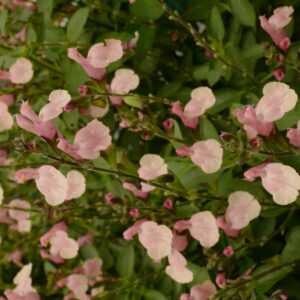 Slavia jamensis 'Kolmarigra' (Magical Rio Grande)