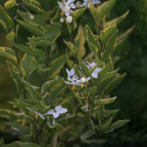 Solanum jasminoides 'Aureovariegatum'