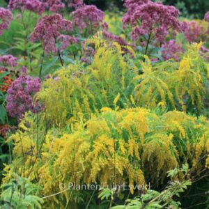 Solidago 'Laurin'