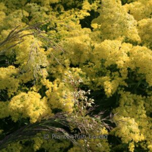 Solidago 'Loysder Crown'