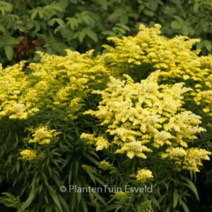 Solidago 'Strahlenkrone'
